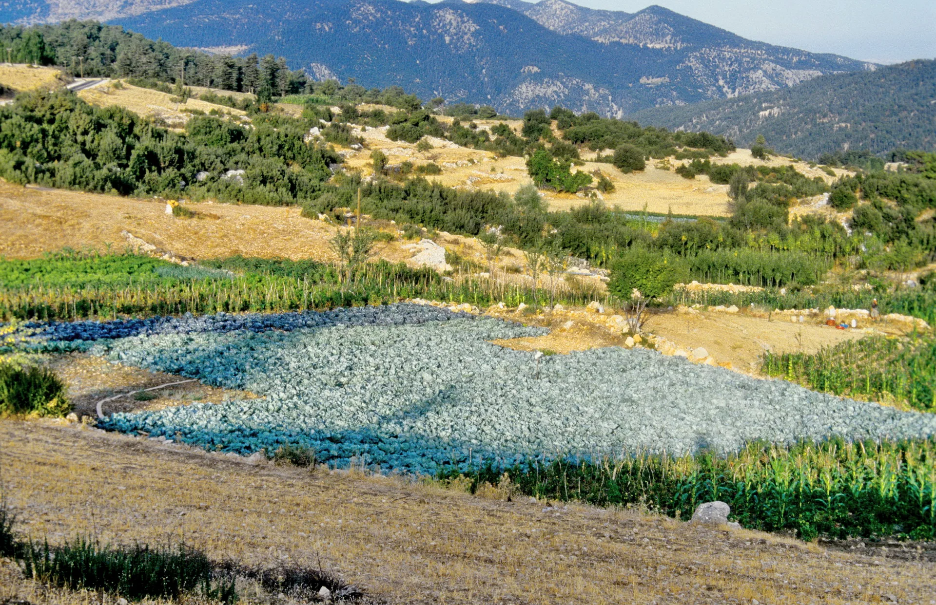 Gömbe Yaylası